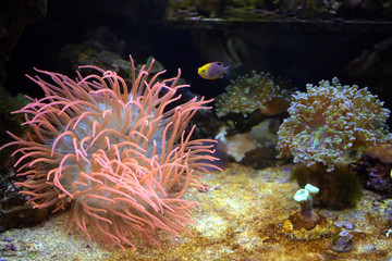 Naklejka na ściany i meble Seeanemone mit Fischen und Korallen wallpaper background
