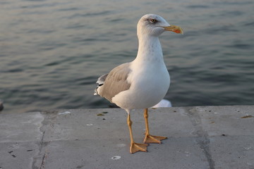 Fototapeta na wymiar sea gull albatross on the waterfront