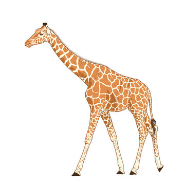 Giraffe adult exotic mammal realistic detailed drawing. African savanna animal with long neck and legs. Camelopardalis with spotted pattern fur coat. Standing walking stretching posture.