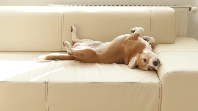 Beagle lies belly up on the sofa moving his eyes from side to side
