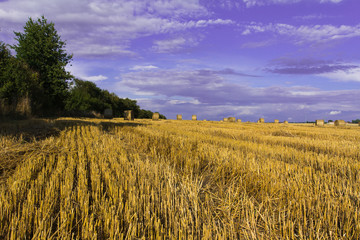Field in Czech Repubic. Straw sheaf. Summer.