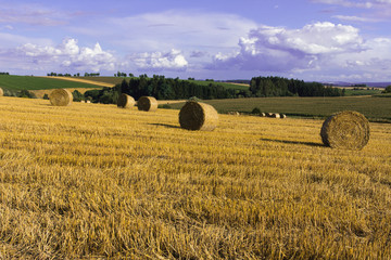 Fototapeta premium Field in Czech Repubic. Straw sheaf. Summer.