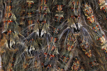 Close up group of hairy caterpillar