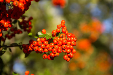 Orange autumn berries of Pyracantha with green leaves