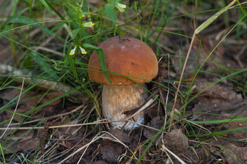 mushroom