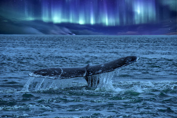whale tail going down on northern lights background © Andrea Izzotti