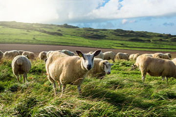 moutons en pâture