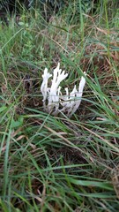 champignon