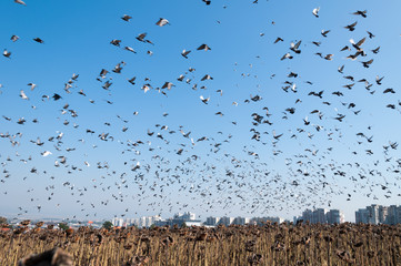 The flying flock of pigeons