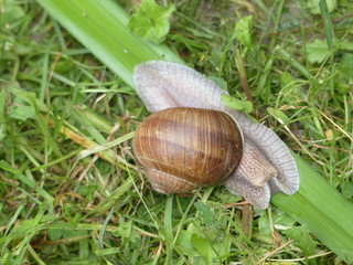 Schnecke 2