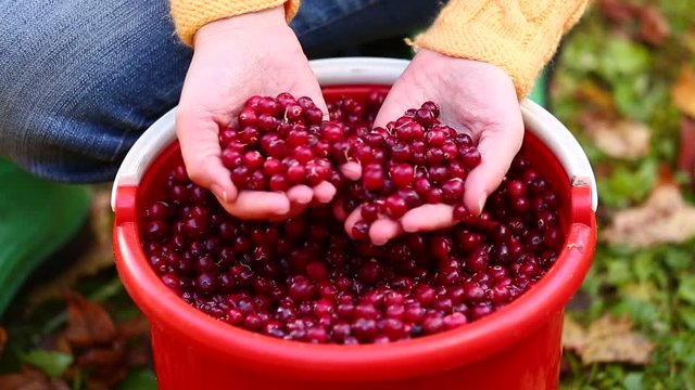 A woman sorting cranberries in a bucket