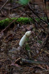 mushroom in the forest - Phallus impudicus