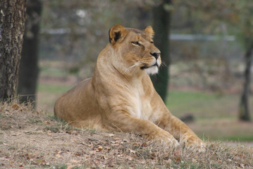Fototapeta na wymiar Leonessa (Panthera Leo) (2)