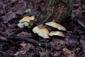 mushroom on the old tree