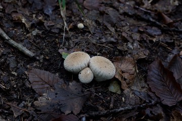 mushrooms in the forest