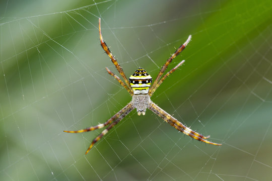 Image of multi-coloured argiope spider (Argiope pulchellla. ) in the net. Insect Animal