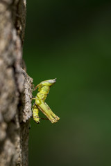 Image of a green monkey grasshopper (A brown monkey grasshopper) on natural background.. Insect Animal