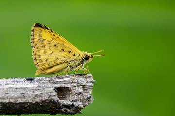 Image of common dartlet butterfly (Oriens gola Moore,1877) on dry branches on nature background. Insect Animal