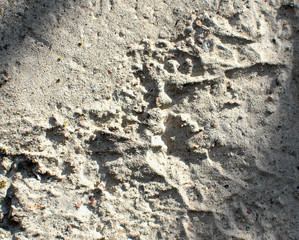 Texture of gray uneven concrete wall. Grunge background