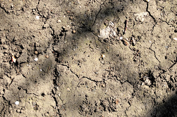 Background or texture of soil in rural garden and fallen bloom of blossom trees. Black earth, humus. Top view, close-up