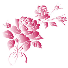 Pink rose on white background.