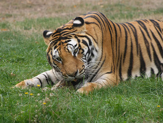 Fototapeta na wymiar Tigers eating (Panthera Tigris) (3)