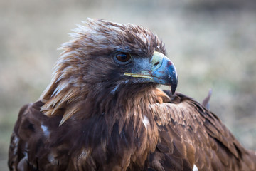 Golden Eagle close-up.