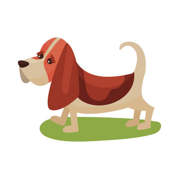 Basset haund dog, purebred pet animal standing on green grass colorful vector Illustration