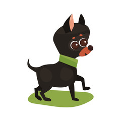 Chihuahua dog, purebred pet animal standing on green grass colorful vector Illustration