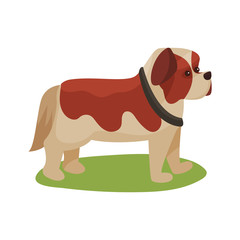 St. Bernard dog, purebred pet animal standing on green grass colorful vector Illustration