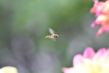 Episyrphus balteatus