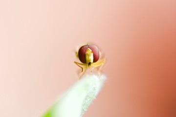 Episyrphus balteatus