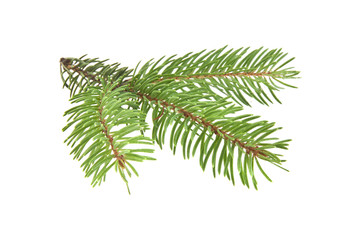 Naklejka premium Gałąź choinki na białym tle