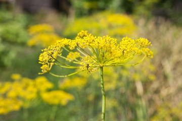 Obraz premium Flowers of dill in the garden