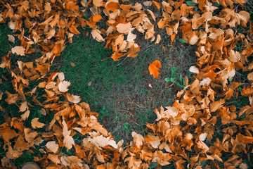 Heart of autumn leaves on the grass