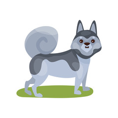Siberian husky dog, purebred pet animal standing on green grass colorful vector Illustration