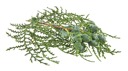 Twig branch isolated on white background