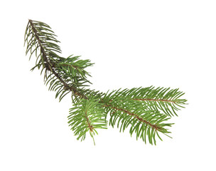 Branch of Christmas tree isolated on white background