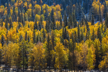 Bright yellow autumn forest in Altai Mountains, Southern Siberia, Russia.