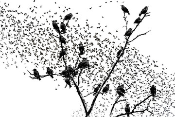 starlings sitting on the branches of raster graphics