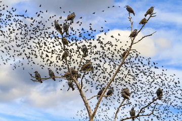 starlings sitting on the branches against the sky with flocks of birds