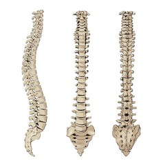 Figure of the spine - 175317091