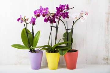 Three orchids in pots on a wooden table