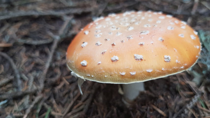 Macro of wild mushroom on forest floor