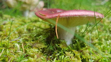 Macro of wild mushroom on forest floor