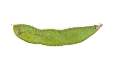 Soybean isolated on white background