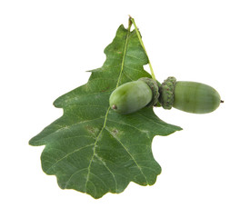acorns isolated on white background closeup