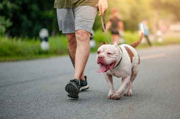 dog running exercise on the street park in the morning. running with pitbull.