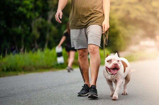 Dog Running Exercise On The Street Park In The Morning. Running With Pitbull.