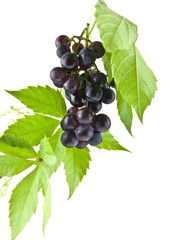 grapes isolated on white background closeup